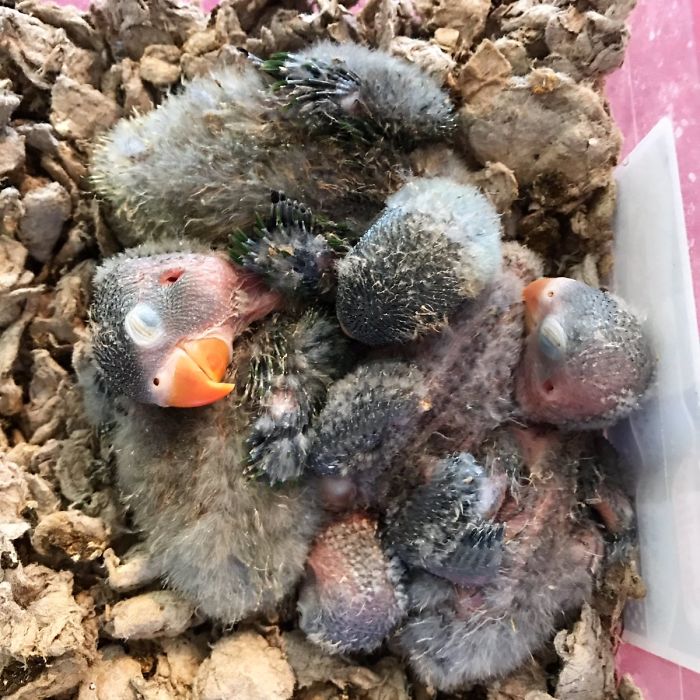 Kiwi And His Goth Girlfriend Just Had 4 Babies And Internet Is In Love Kiwi And His Goth Girlfriend Just Had 4 Babies And Internet Is In Love