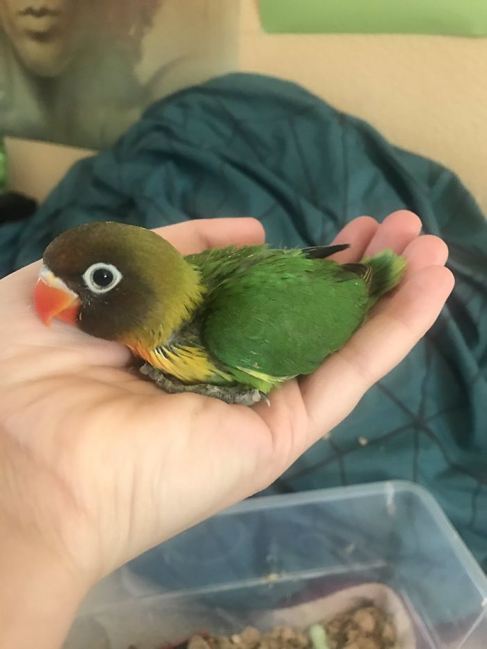 Kiwi And His Goth Girlfriend Just Had 4 Babies And Internet Is In Love Kiwi And His Goth Girlfriend Just Had 4 Babies And Internet Is In Love