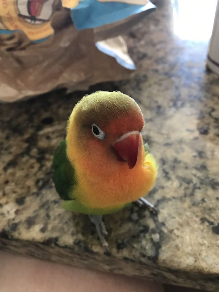 Kiwi And His Goth Girlfriend Just Had 4 Babies And Internet Is In Love Kiwi And His Goth Girlfriend Just Had 4 Babies And Internet Is In Love