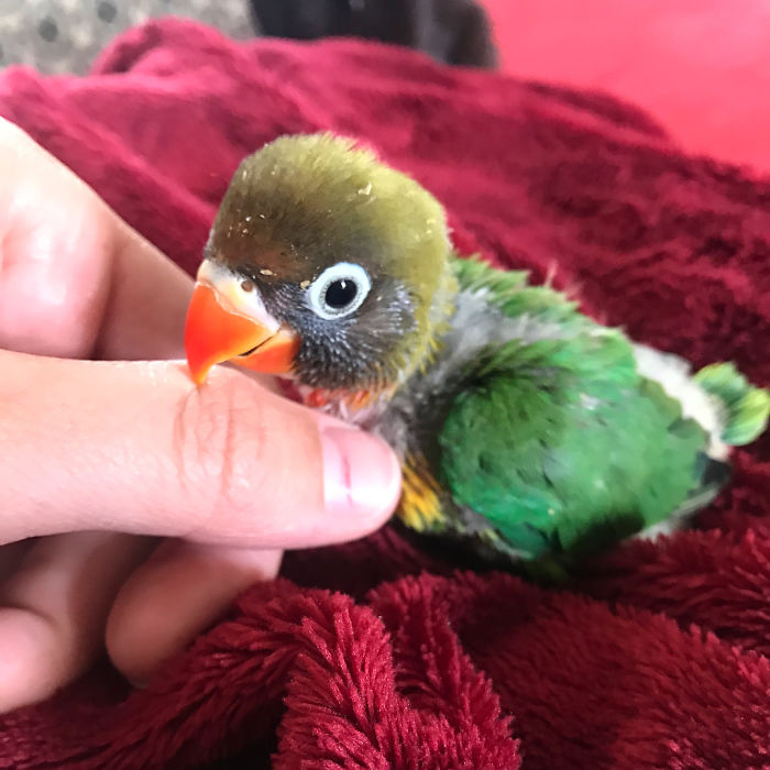 Kiwi And His Goth Girlfriend Just Had 4 Babies And Internet Is In Love Kiwi And His Goth Girlfriend Just Had 4 Babies And Internet Is In Love