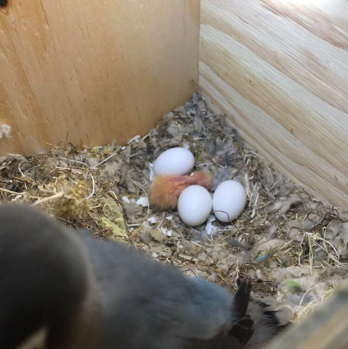 Kiwi And His Goth Girlfriend Just Had 4 Babies And Internet Is In Love Kiwi And His Goth Girlfriend Just Had 4 Babies And Internet Is In Love