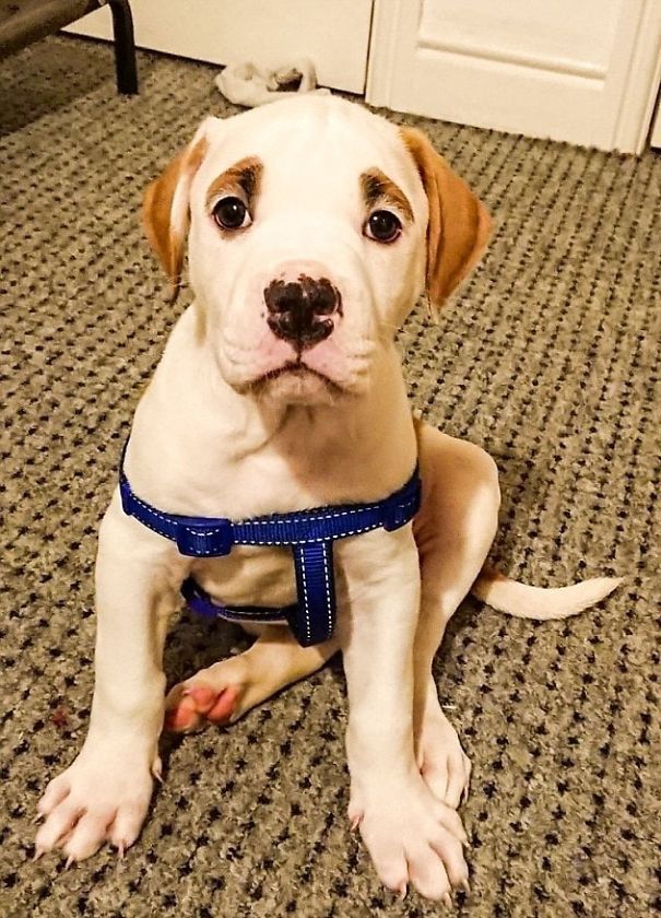 This Puppy With Fluffy Eyebrows Destroyed A Couch Of £ 2,500, But It Is Impossible To Get Angry This Puppy With Fluffy Eyebrows Destroyed A Couch Of £ 2,500, But It Is Impossible To Get Angry