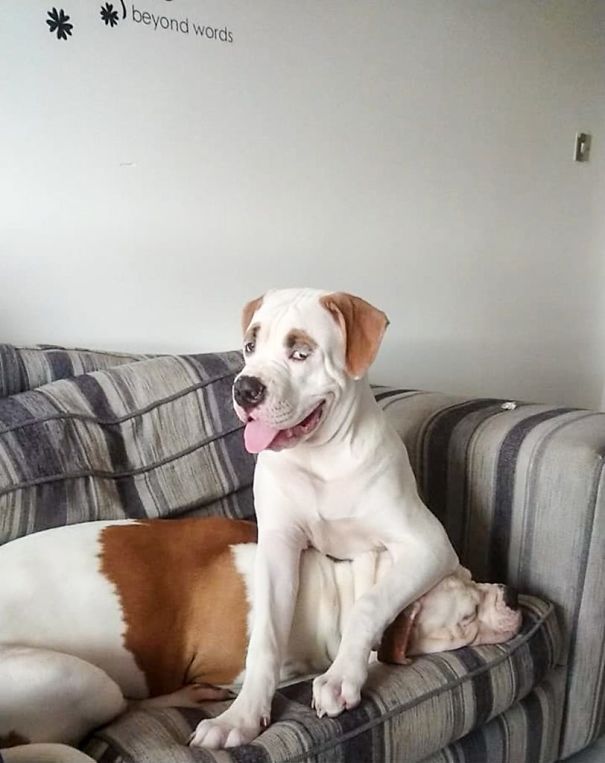 This Puppy With Fluffy Eyebrows Destroyed A Couch Of £ 2,500, But It Is Impossible To Get Angry This Puppy With Fluffy Eyebrows Destroyed A Couch Of £ 2,500, But It Is Impossible To Get Angry