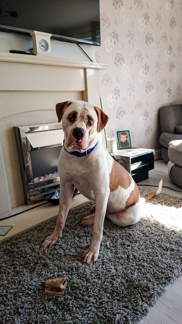This Puppy With Fluffy Eyebrows Destroyed A Couch Of £ 2,500, But It Is Impossible To Get Angry This Puppy With Fluffy Eyebrows Destroyed A Couch Of £ 2,500, But It Is Impossible To Get Angry