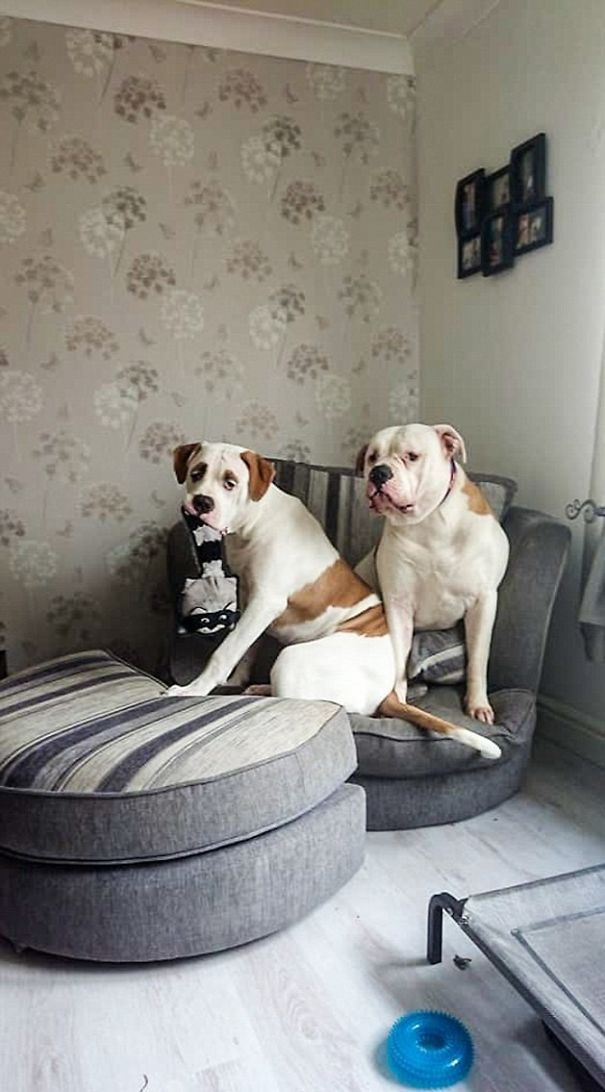 This Puppy With Fluffy Eyebrows Destroyed A Couch Of £ 2,500, But It Is Impossible To Get Angry This Puppy With Fluffy Eyebrows Destroyed A Couch Of £ 2,500, But It Is Impossible To Get Angry