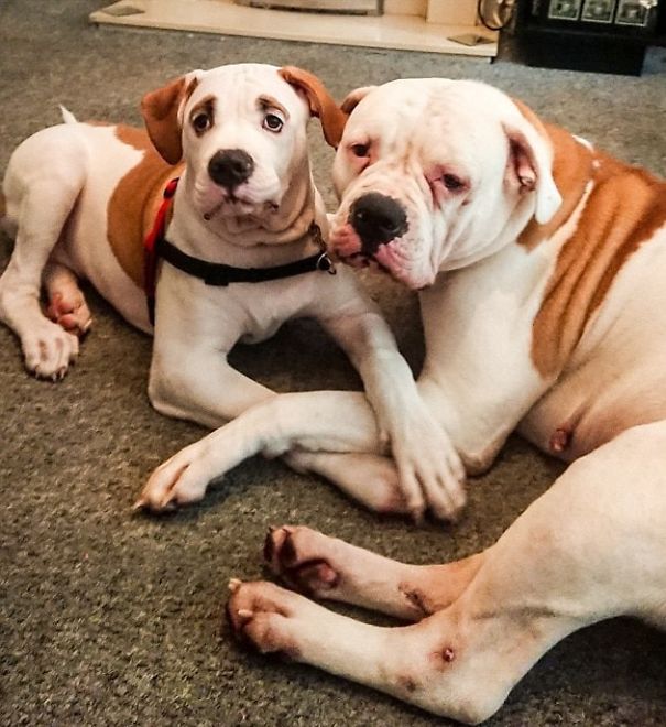 This Puppy With Fluffy Eyebrows Destroyed A Couch Of £ 2,500, But It Is Impossible To Get Angry This Puppy With Fluffy Eyebrows Destroyed A Couch Of £ 2,500, But It Is Impossible To Get Angry