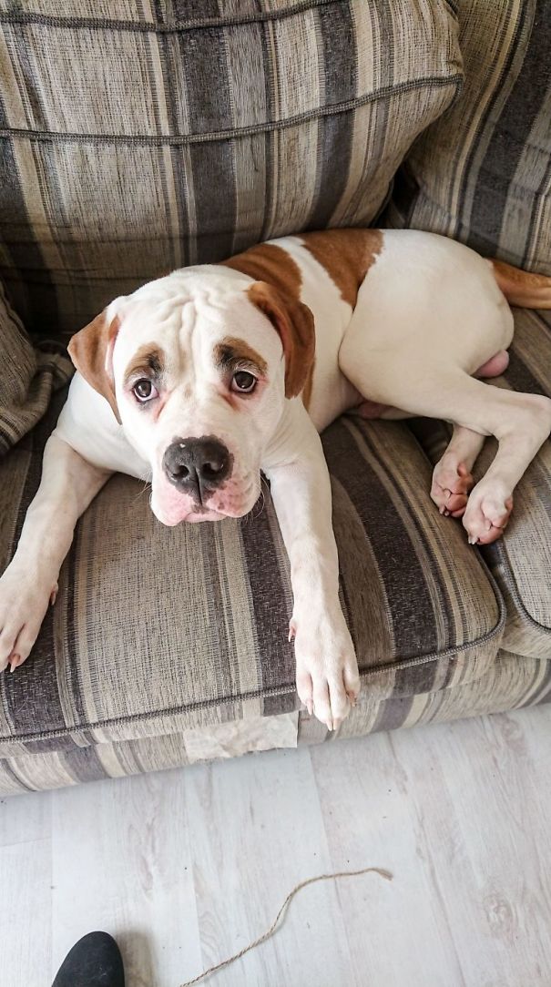 This Puppy With Fluffy Eyebrows Destroyed A Couch Of £ 2,500, But It Is Impossible To Get Angry This Puppy With Fluffy Eyebrows Destroyed A Couch Of £ 2,500, But It Is Impossible To Get Angry
