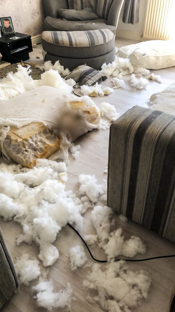 This Puppy With Fluffy Eyebrows Destroyed A Couch Of £ 2,500, But It Is Impossible To Get Angry This Puppy With Fluffy Eyebrows Destroyed A Couch Of £ 2,500, But It Is Impossible To Get Angry