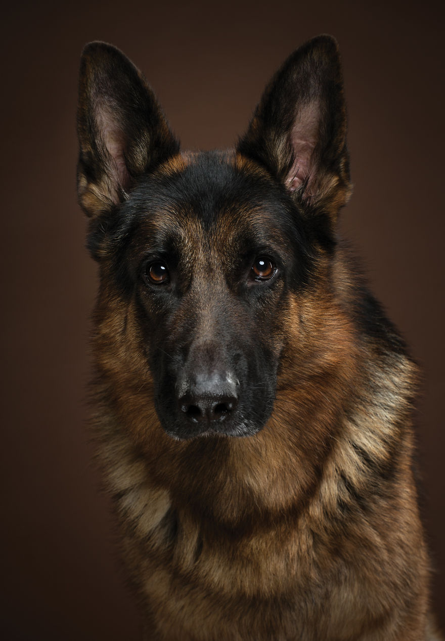 Expressive portrait of a German Shepherd, showcasing the unique features of dog breeds.