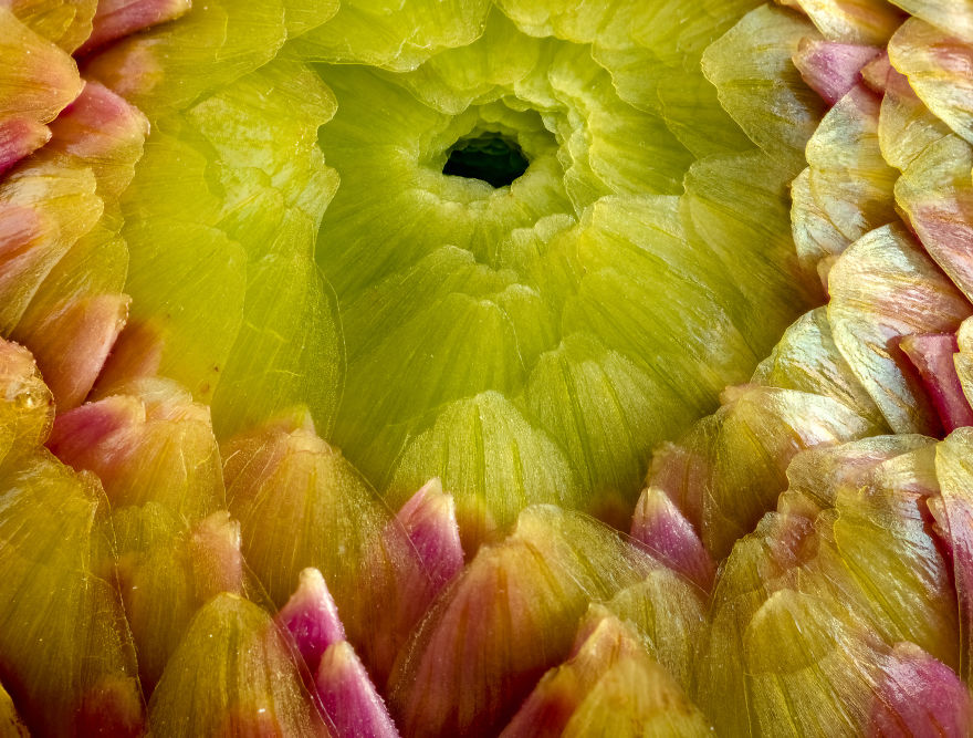 My Dad Captures The Beauty And Wonders In Tiny Things