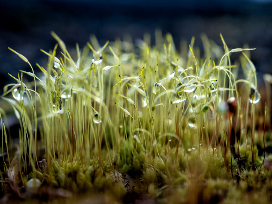 My Dad Captures The Beauty And Wonders In Tiny Things