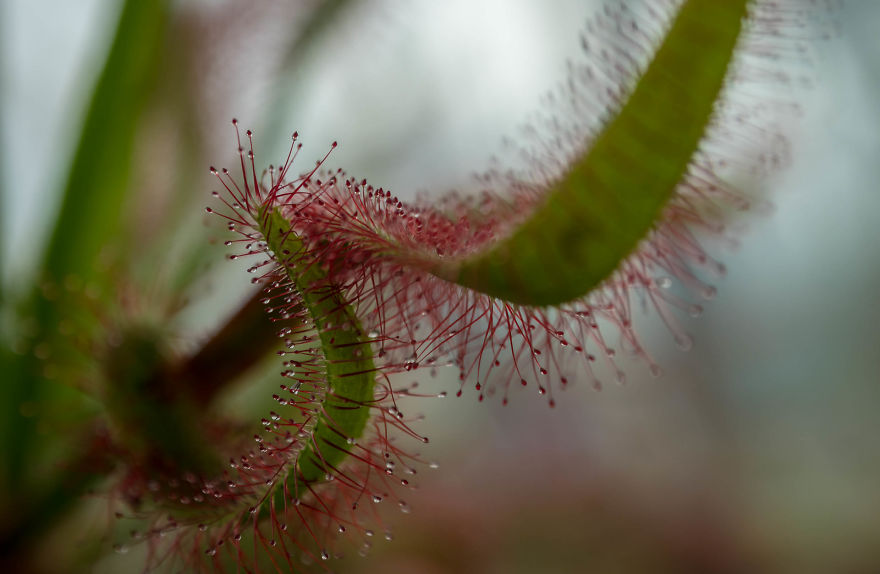 My Dad Captures The Beauty And Wonders In Tiny Things