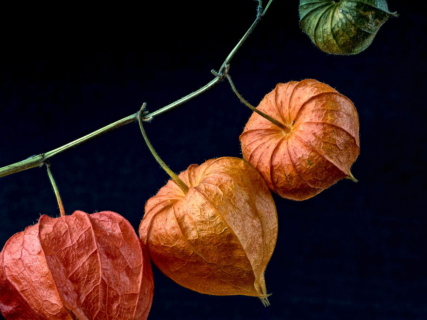 My Dad Captures The Beauty And Wonders In Tiny Things