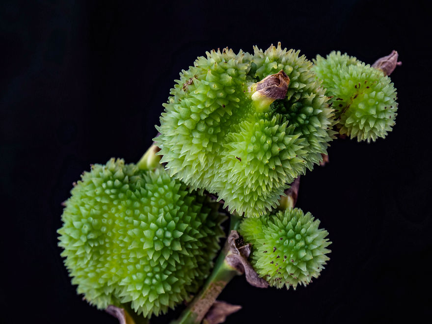 My Dad Captures The Beauty And Wonders In Tiny Things