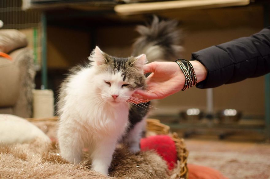 "Cat Care Community" - Who Are We?