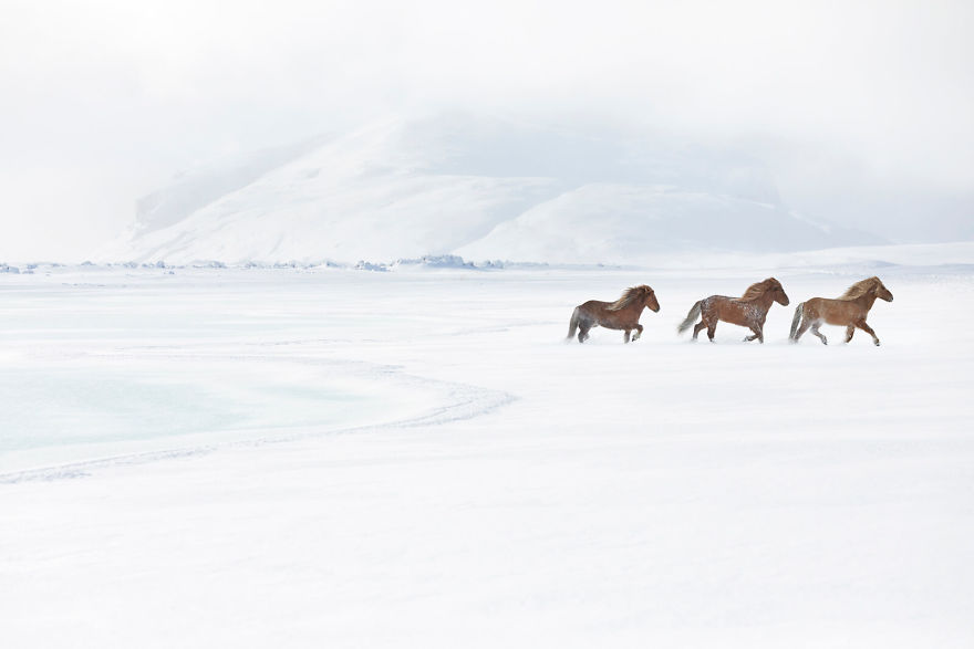 Fairytale-Like Pictures Of Horses Living In Extreme Iceland Conditions
