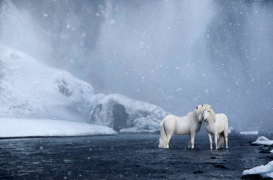 Fairytale-Like Pictures Of Horses Living In Extreme Iceland Conditions Fairytale-Like Pictures Of Horses Living In Extreme Iceland Conditions