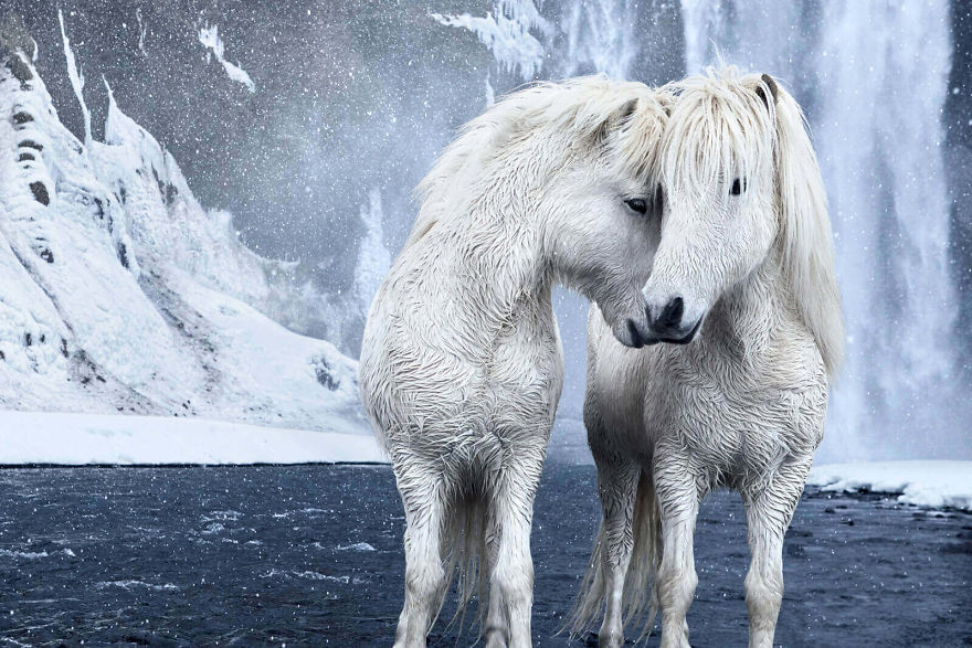 Fairytale-Like Pictures Of Horses Living In Extreme Iceland Conditions Fairytale-Like Pictures Of Horses Living In Extreme Iceland Conditions