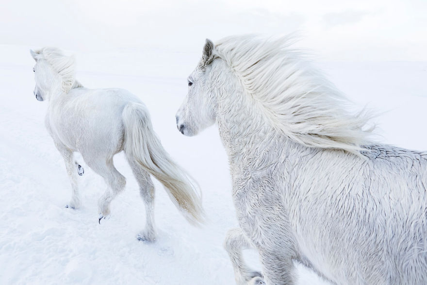 Fairytale-Like Pictures Of Horses Living In Extreme Iceland Conditions