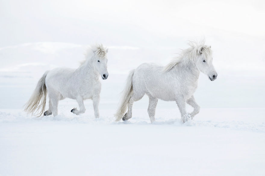 Fairytale-Like Pictures Of Horses Living In Extreme Iceland Conditions Fairytale-Like Pictures Of Horses Living In Extreme Iceland Conditions