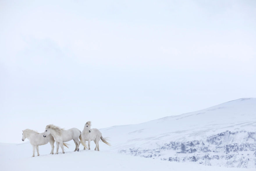 Fairytale-Like Pictures Of Horses Living In Extreme Iceland Conditions