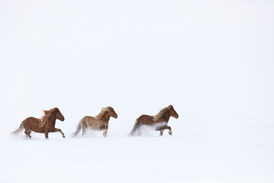 Fairytale-Like Pictures Of Horses Living In Extreme Iceland Conditions