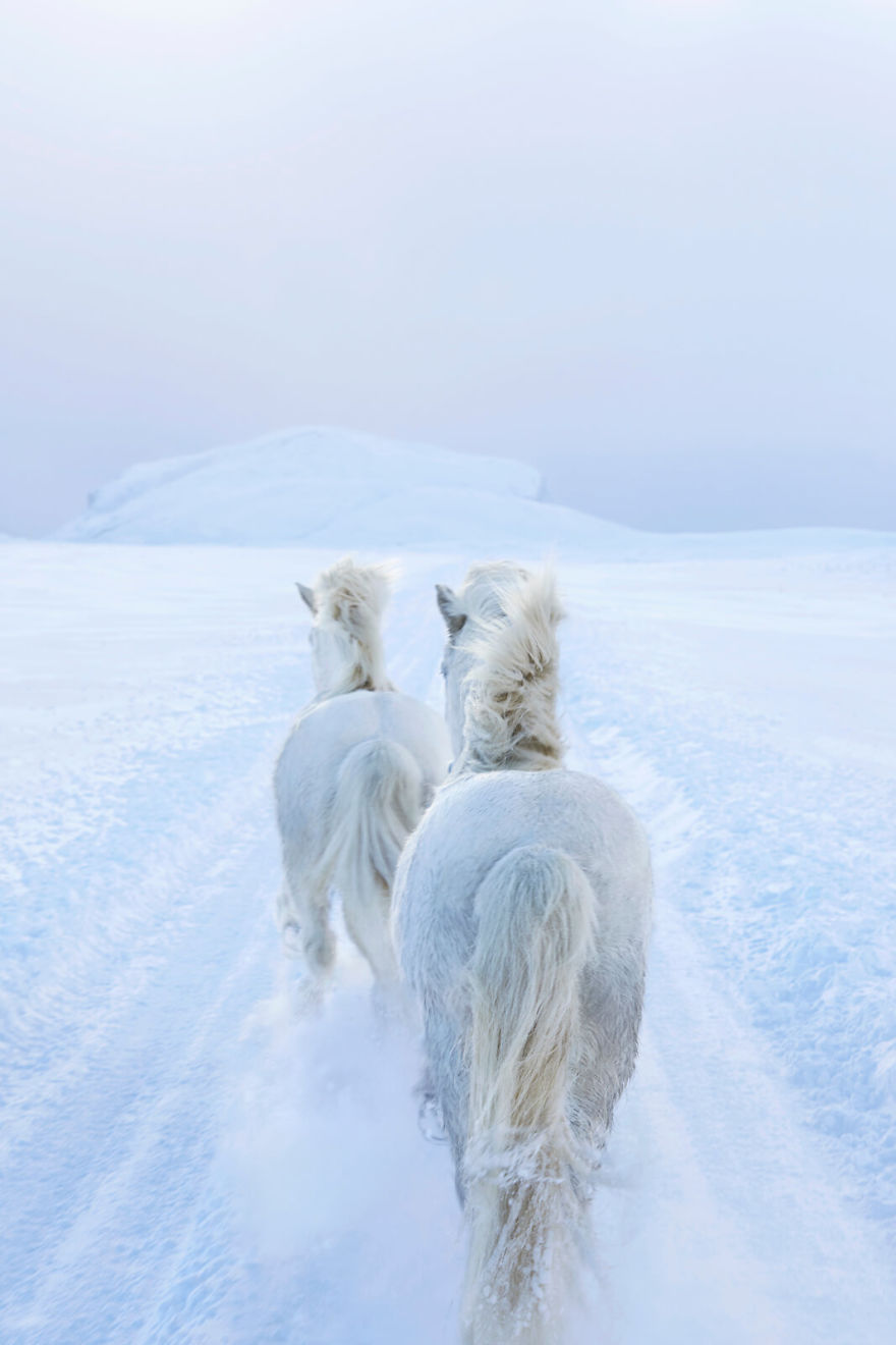 Fairytale-Like Pictures Of Horses Living In Extreme Iceland Conditions Fairytale-Like Pictures Of Horses Living In Extreme Iceland Conditions