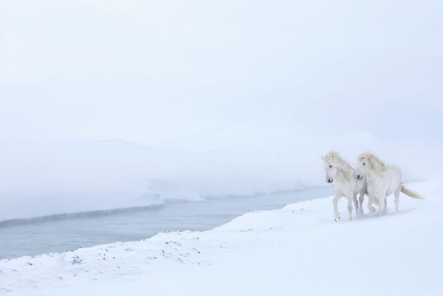 Fairytale-Like Pictures Of Horses Living In Extreme Iceland Conditions