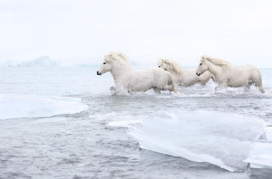 Fairytale-Like Pictures Of Horses Living In Extreme Iceland Conditions Fairytale-Like Pictures Of Horses Living In Extreme Iceland Conditions