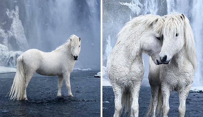 Fairytale-Like Pictures Of Horses Living In Extreme Iceland Conditions