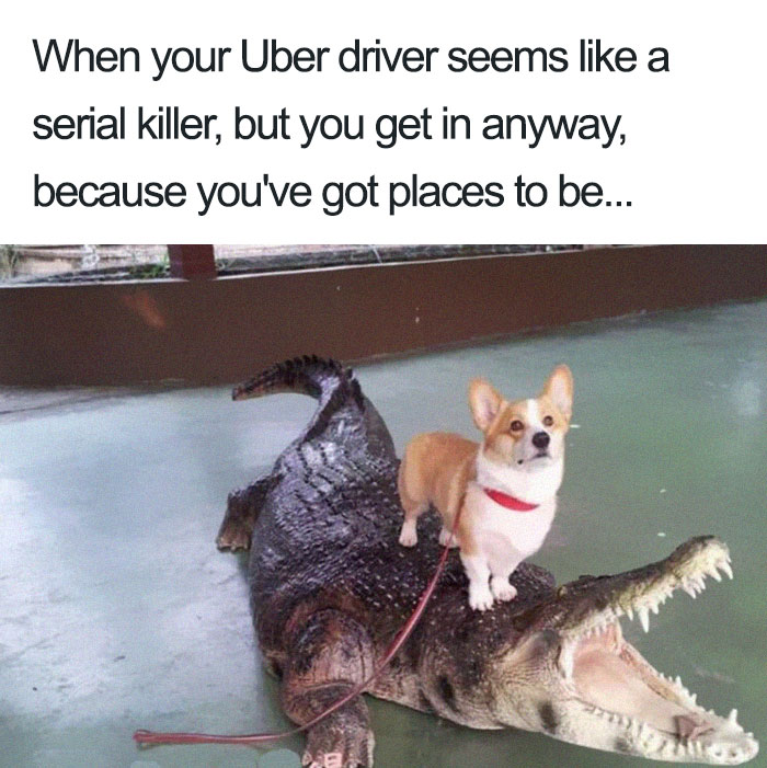 Animals Using Uber