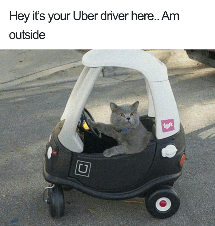 Animals-Using-Uber-Memes