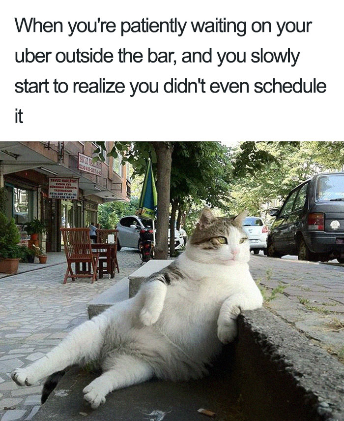 Animals-Using-Uber-Memes