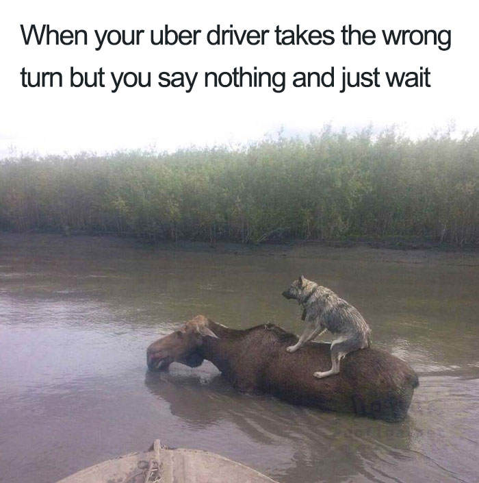 Animals-Using-Uber-Memes