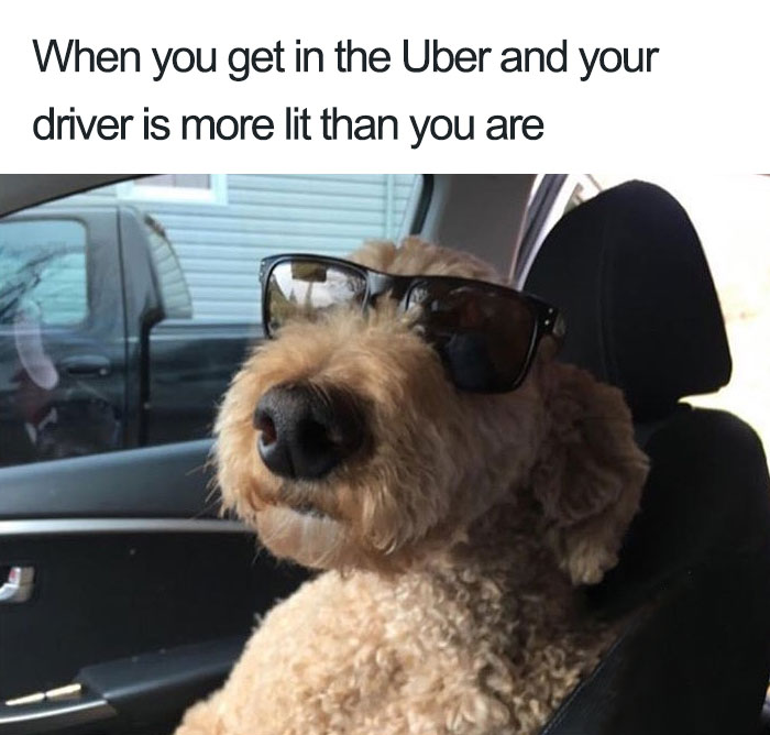 Animals-Using-Uber-Memes