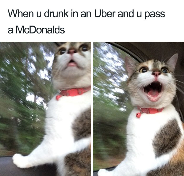 Animals-Using-Uber-Memes