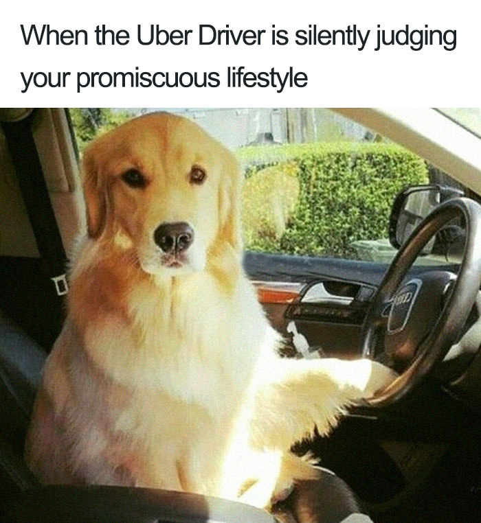 Animals-Using-Uber-Memes