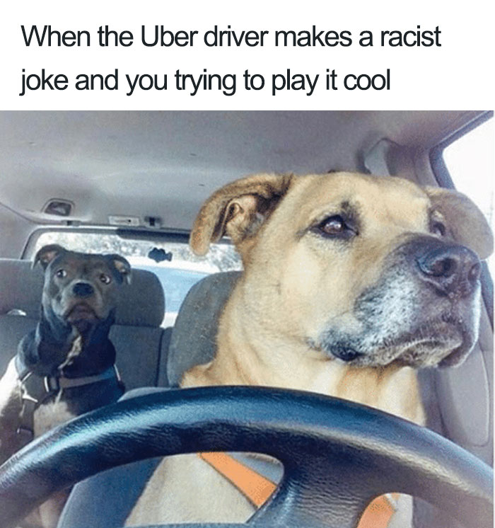 Animals-Using-Uber-Memes