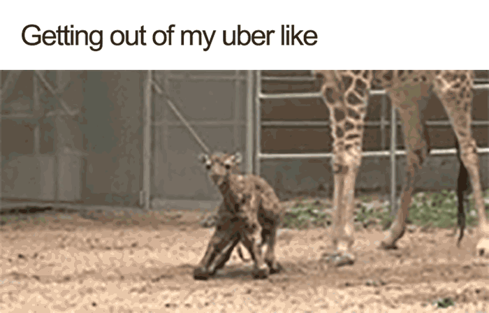 Animals-Using-Uber-Memes