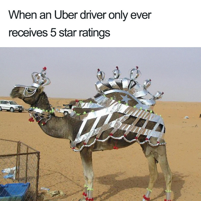 Animals Using Uber