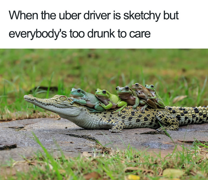 Animals Using Uber