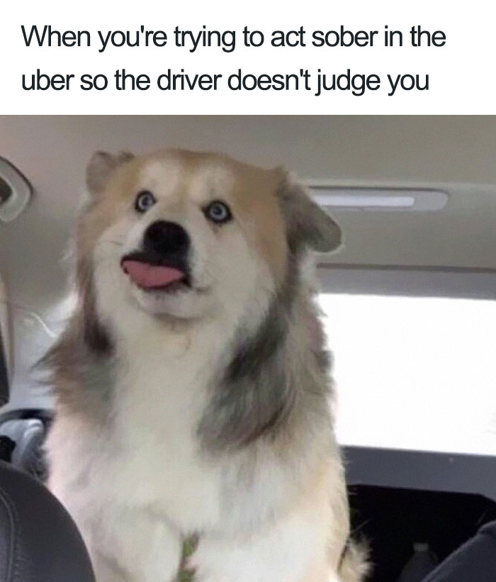Animals Using Uber