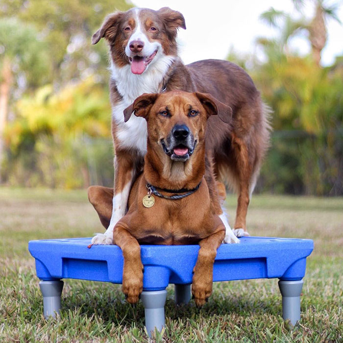 Woman Gets A Panic Attack In An Airport, And The Way Her Service Dog Reacts Will Melt Your Heart Woman Gets A Panic Attack In An Airport, And The Way Her Service Dog Reacts Will Melt Your Heart