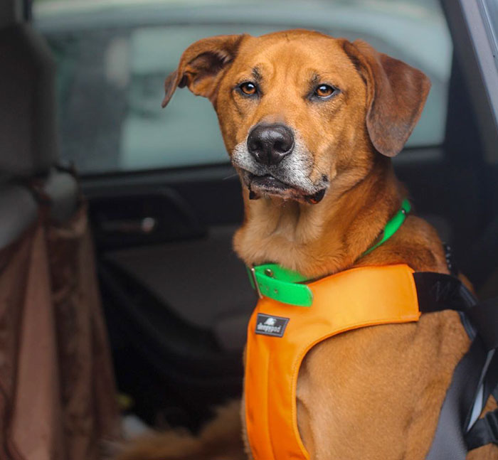 Woman Gets A Panic Attack In An Airport, And The Way Her Service Dog Reacts Will Melt Your Heart