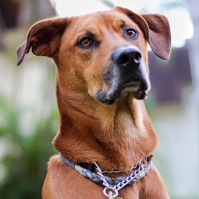 Woman Gets A Panic Attack In An Airport, And The Way Her Service Dog Reacts Will Melt Your Heart