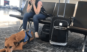 Woman Gets A Panic Attack In An Airport, And The Way Her Service Dog Reacts Will Melt Your Heart Woman Gets A Panic Attack In An Airport, And The Way Her Service Dog Reacts Will Melt Your Heart