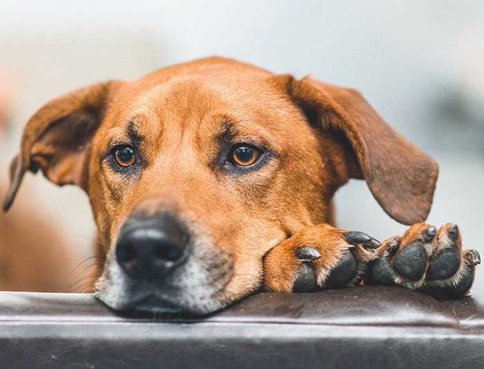 Woman Gets A Panic Attack In An Airport, And The Way Her Service Dog Reacts Will Melt Your Heart Woman Gets A Panic Attack In An Airport, And The Way Her Service Dog Reacts Will Melt Your Heart