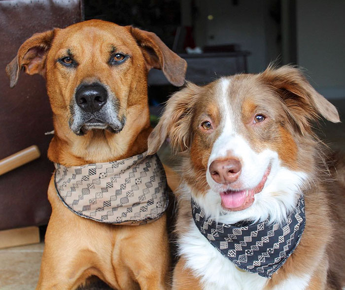 Woman Gets A Panic Attack In An Airport, And The Way Her Service Dog Reacts Will Melt Your Heart
