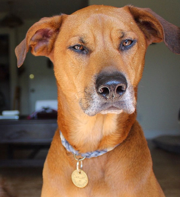 Woman Gets A Panic Attack In An Airport, And The Way Her Service Dog Reacts Will Melt Your Heart Woman Gets A Panic Attack In An Airport, And The Way Her Service Dog Reacts Will Melt Your Heart