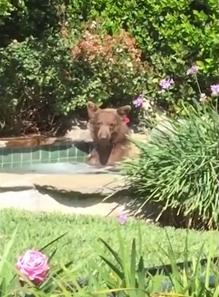 Guy Films Bear Chilling In His Jacuzzi Drinking A Margarita, But It Doesn't End There